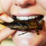 Daftar 16 Serangga yang Diizinkan sebagai Bahan Makanan di Singapura