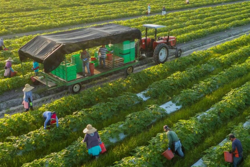 Inovasi Benih Mengatasi Tantangan Pertanian Tanaman Pangan