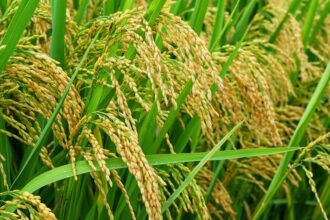 Kementan Fokus Tingkatkan Produksi Padi di Musim Kemarau