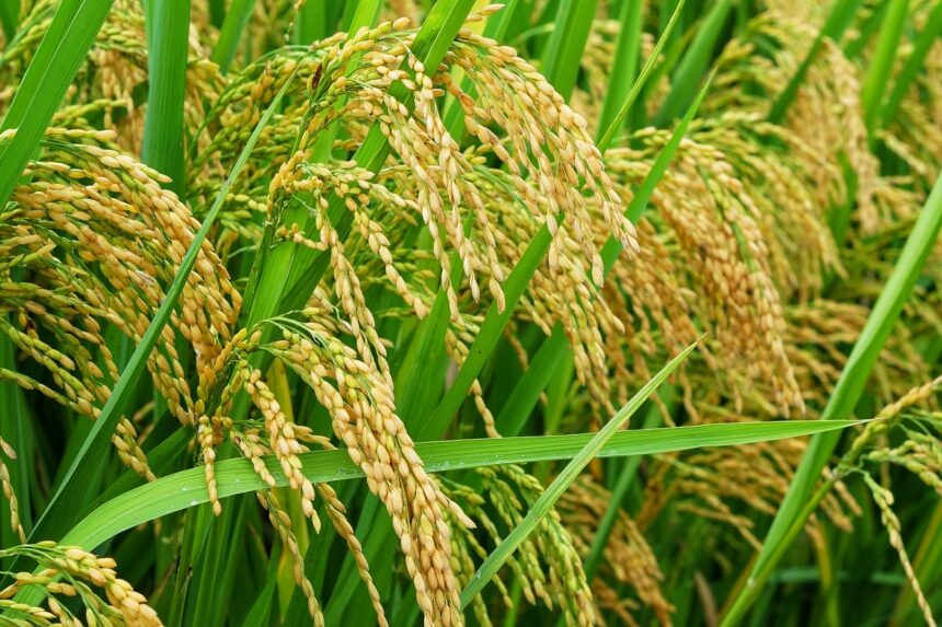 Kementan Fokus Tingkatkan Produksi Padi di Musim Kemarau