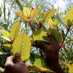 Pemerintah Terbelah Pendapat Mengenai Legalitas Tanaman Kratom