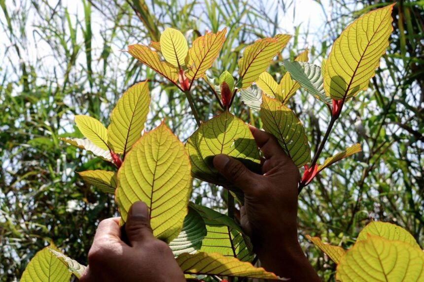 Pemerintah Terbelah Pendapat Mengenai Legalitas Tanaman Kratom
