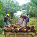 Pesan Serius Petani Sawit untuk Prabowo, Inilah Permintaannya!