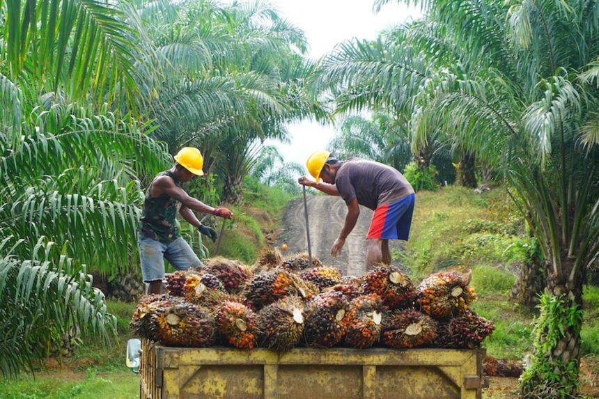 Pesan Serius Petani Sawit untuk Prabowo, Inilah Permintaannya!