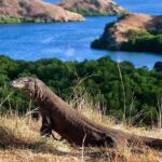 Taman Nasional Komodo Akan Ditutup Tahun Depan, Apa Penyebabnya?