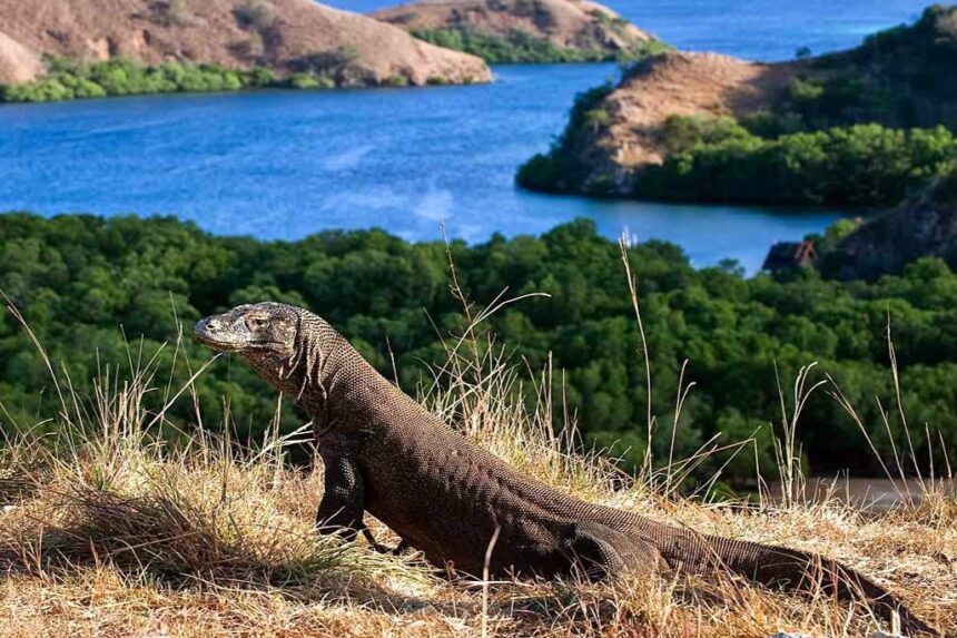 Taman Nasional Komodo Akan Ditutup Tahun Depan, Apa Penyebabnya?