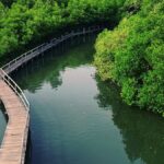 BRIN : Pelestarian Mangrove Terkendala Kebijakan dan Hak Kepemilikan Lahan
