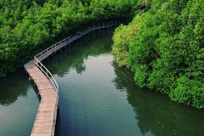 BRIN : Pelestarian Mangrove Terkendala Kebijakan dan Hak Kepemilikan Lahan